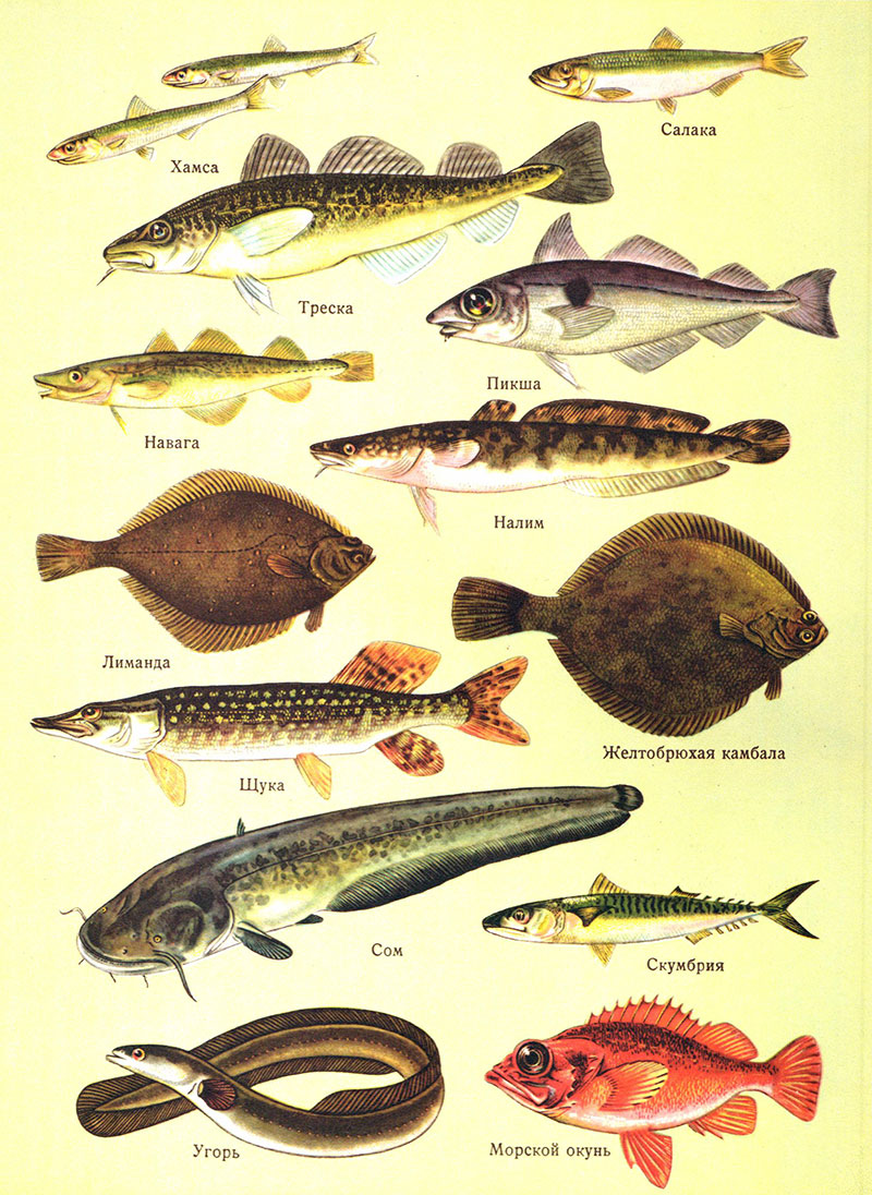 Виды Астраханской Рыбы Фото С Названиями