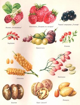 Плоды и ягоды